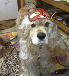 f:id:ryukishogun:20090203205808j:image
