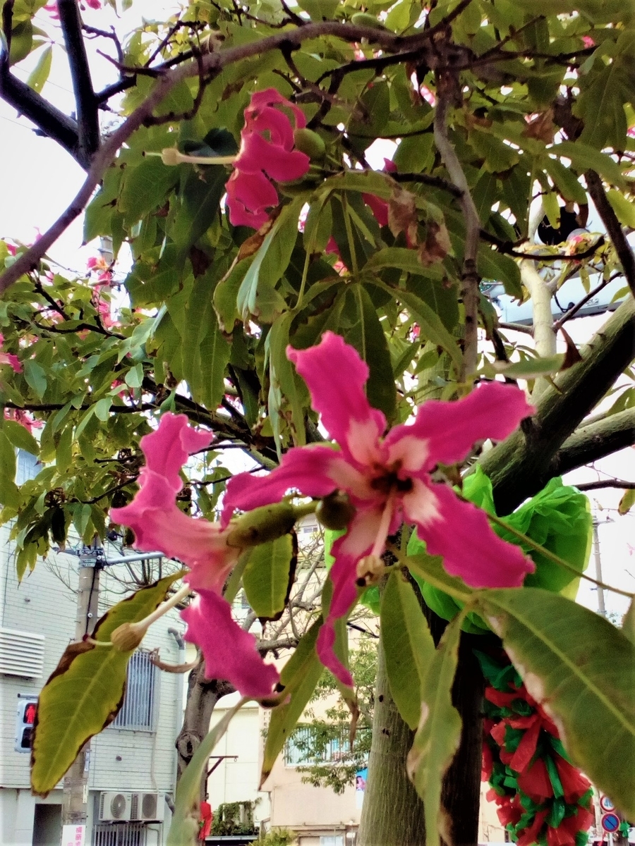 f:id:ryukyufun:20201129145511j:plain