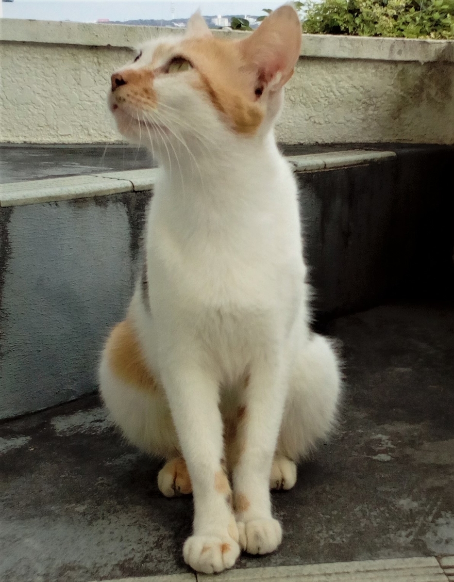 f:id:ryukyufun:20210124175754j:plain