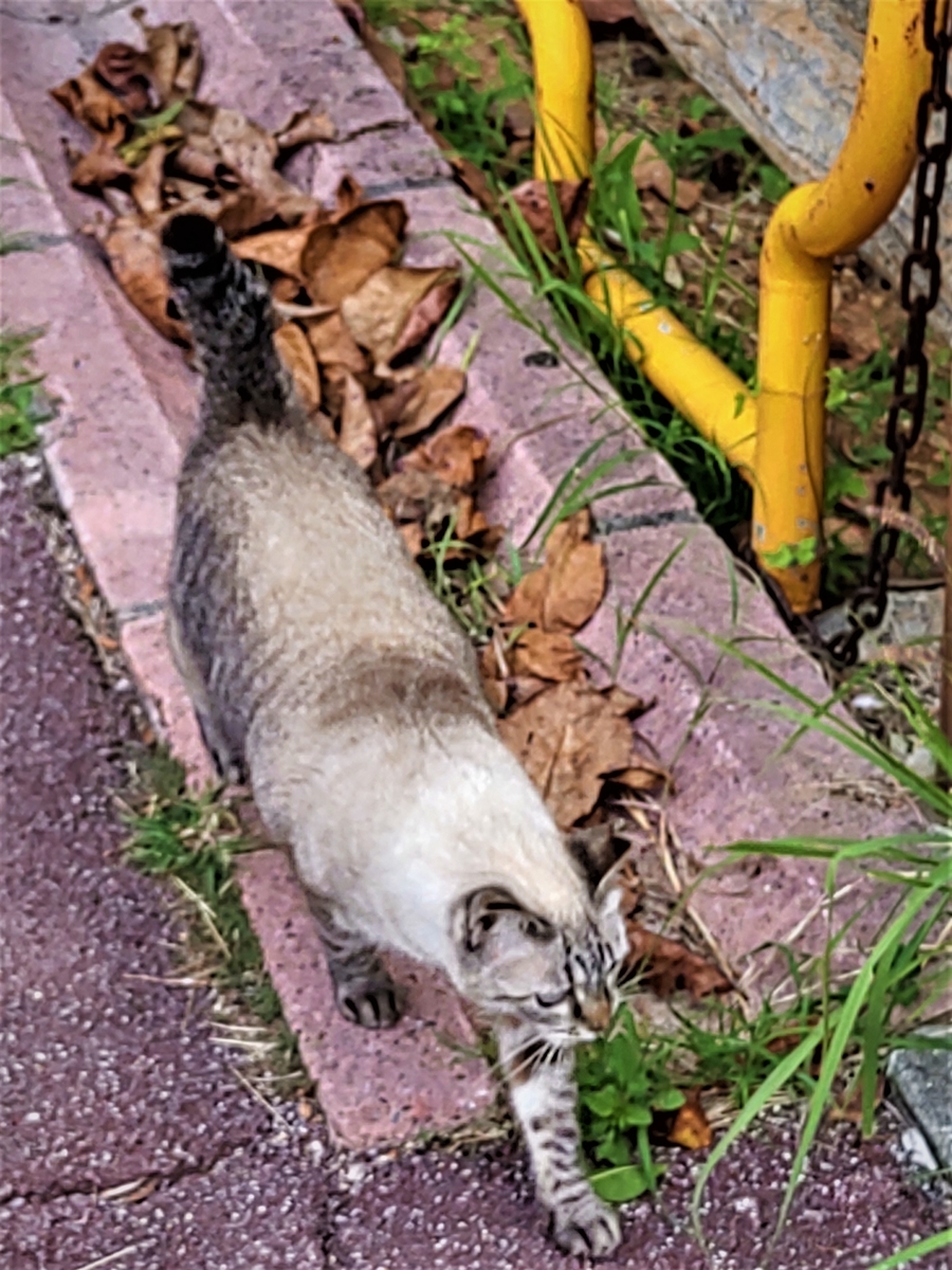 f:id:ryukyufun:20220317004032j:plain