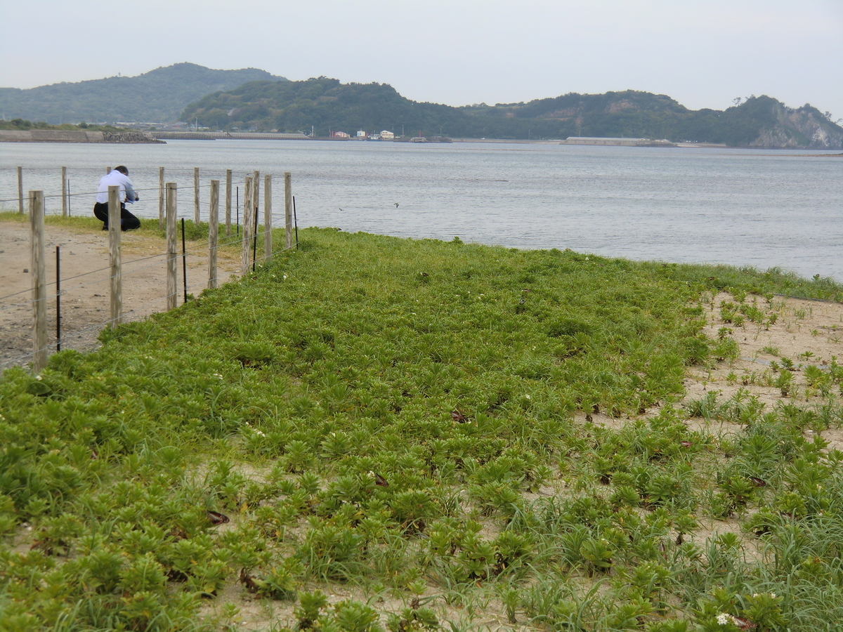 f:id:ryuryusinc:20190605101436j:plain