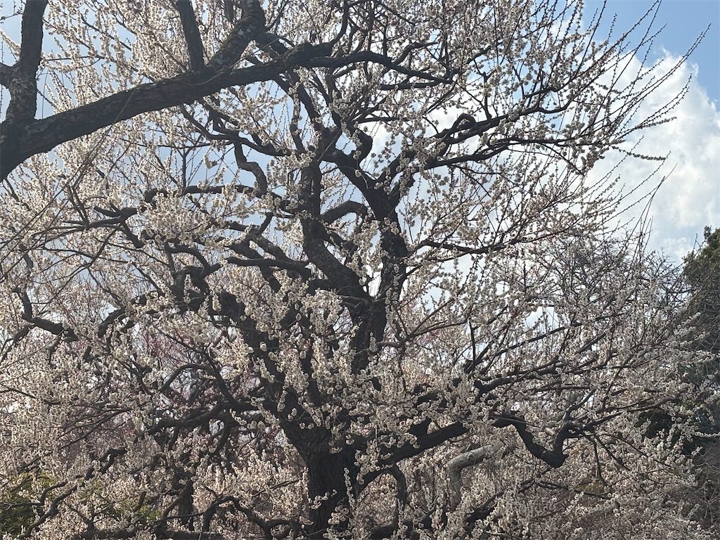 f:id:ryusei24:20260308224847j:image f:id:ryusei24:20260308224847j:image