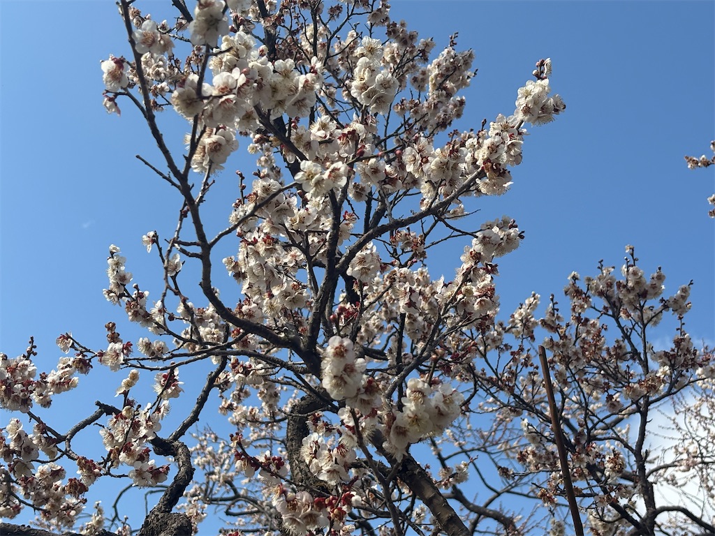 f:id:ryusei24:20260308224903j:image f:id:ryusei24:20260308224903j:image