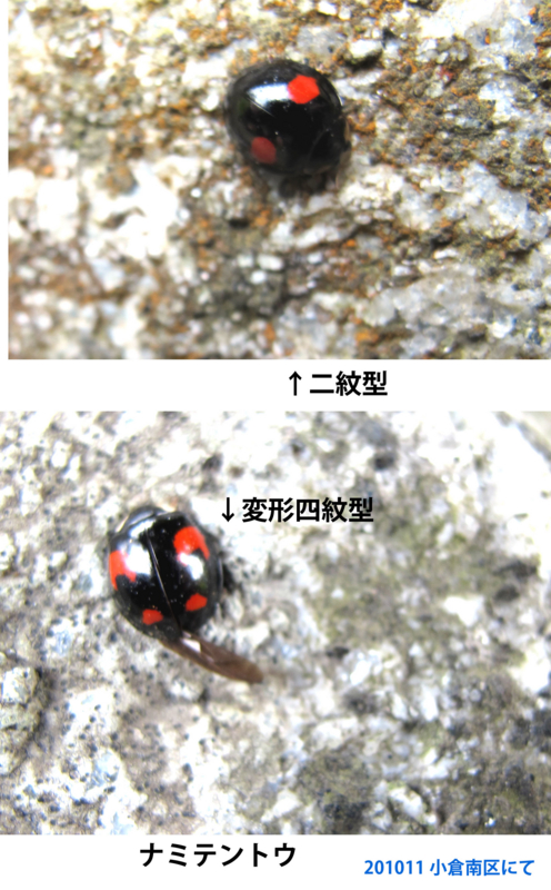 f:id:ryuten3:20101125134528j:image f:id:ryuten3:20101125134528j:image