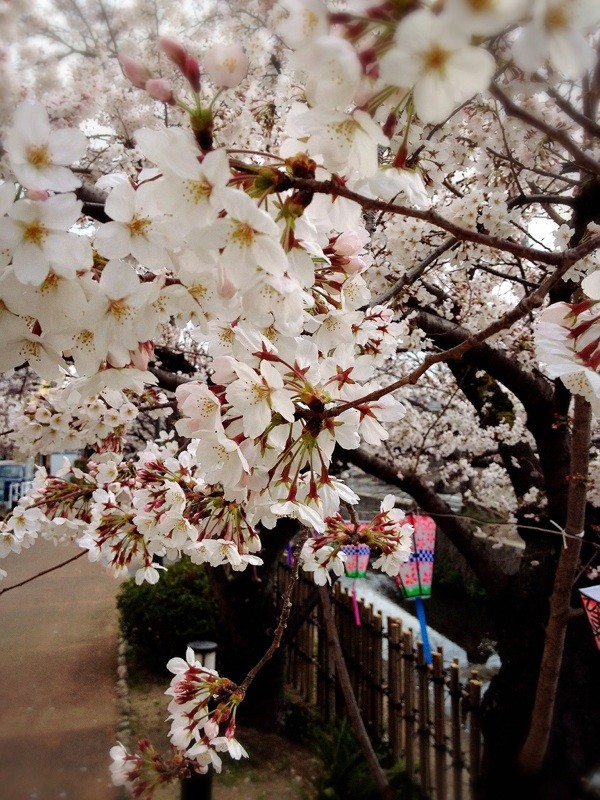f:id:ryuu1-a:20150329224858j:image:w400