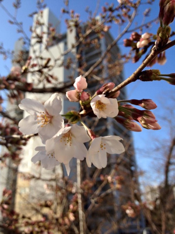 f:id:ryuu1-a:20160326221940j:image:w400 f:id:ryuu1-a:20160326221940j:image:w400