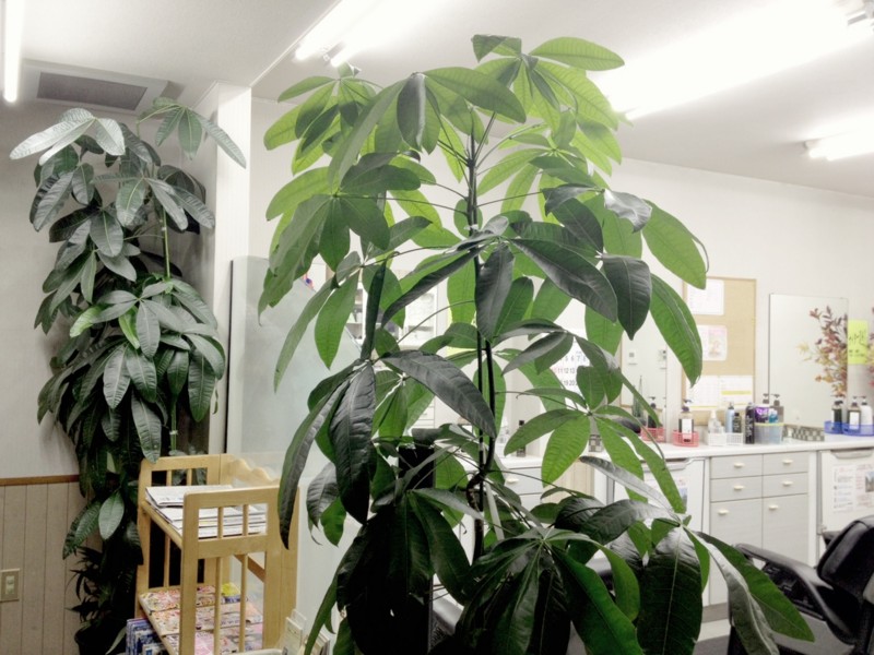 f:id:ryuu1-a:20161028234639j:image:w400