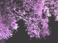 夜空咲星桜