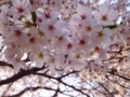 見上げれば、桜、サクラ。