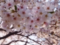 見上げれば、桜、サクラ。