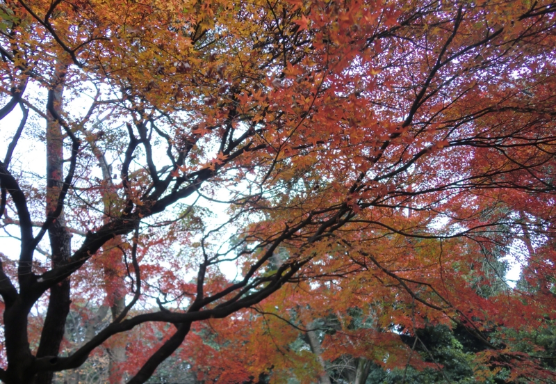 f:id:ryuuzanshi:20101207140546j:image