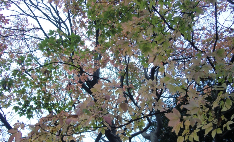 f:id:ryuuzanshi:20101207144815j:image