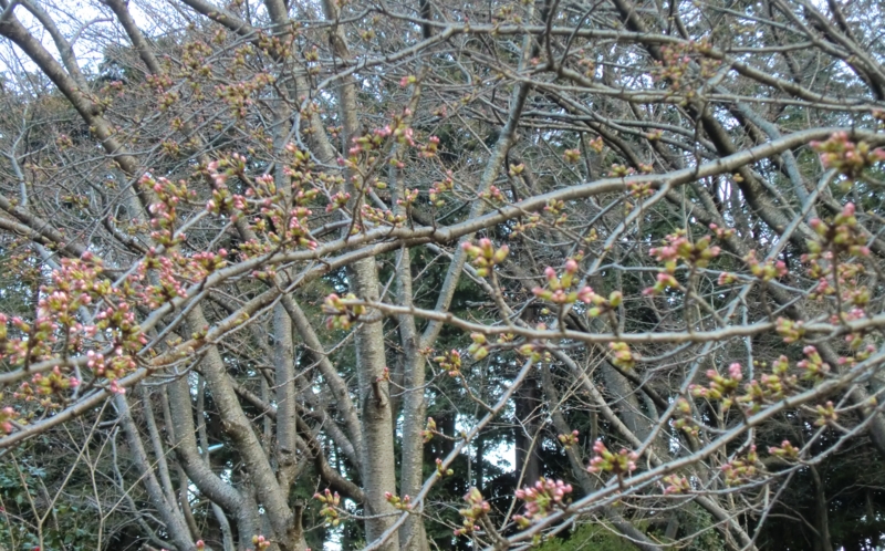 f:id:ryuuzanshi:20110330171811j:image f:id:ryuuzanshi:20110330171811j:image