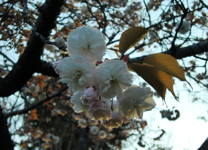 f:id:ryuuzanshi:20110420172714j:image