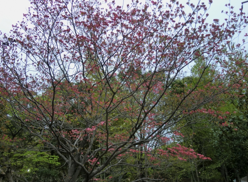 f:id:ryuuzanshi:20110422171035j:image