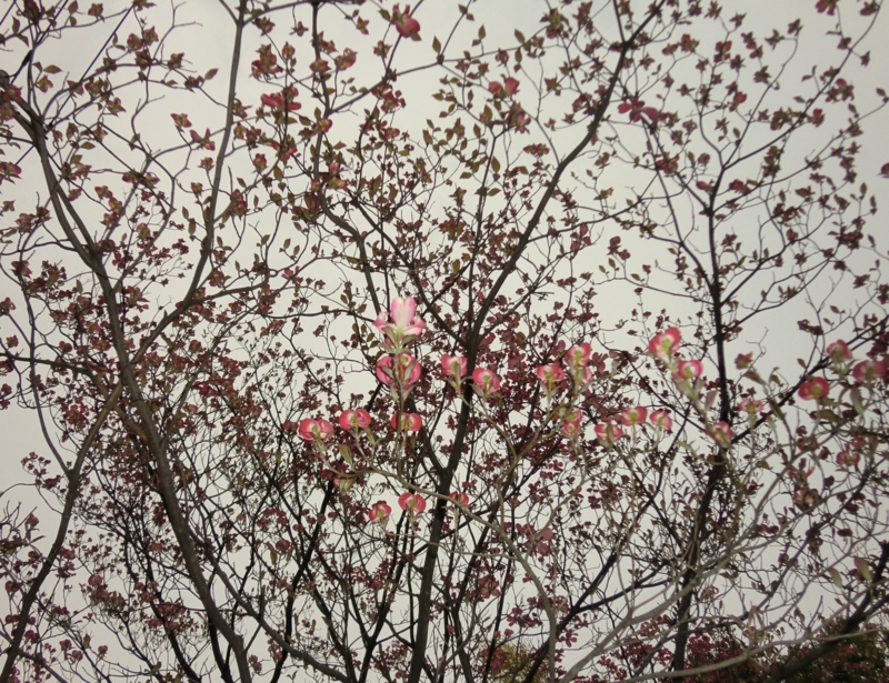 f:id:ryuuzanshi:20110422171540j:image