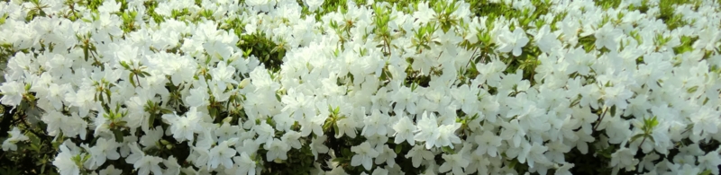 f:id:ryuuzanshi:20110428151925j:image