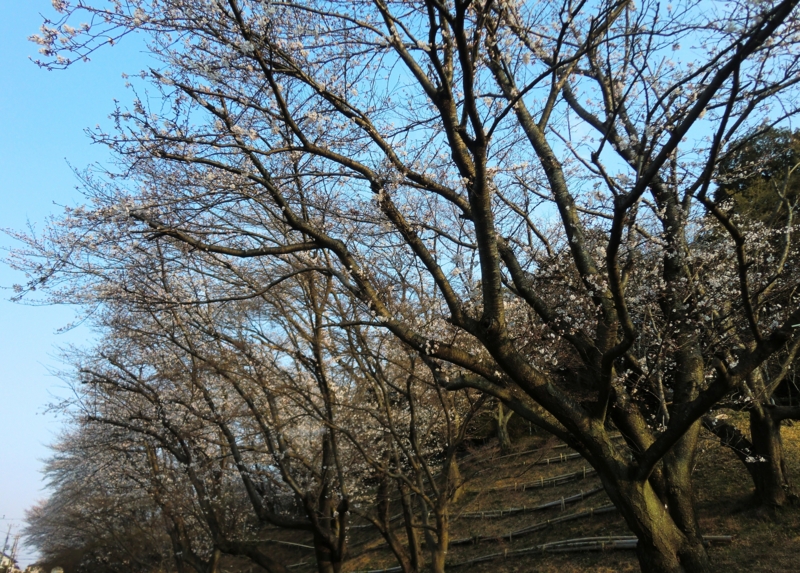 f:id:ryuuzanshi:20130323162835j:image