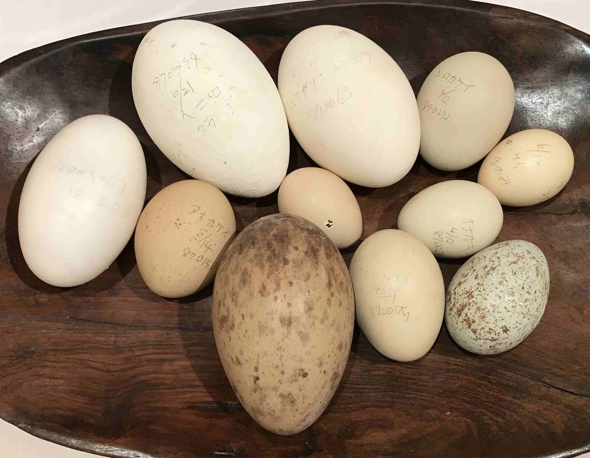 f:id:ryuuzanshi:20191231165411j:plain