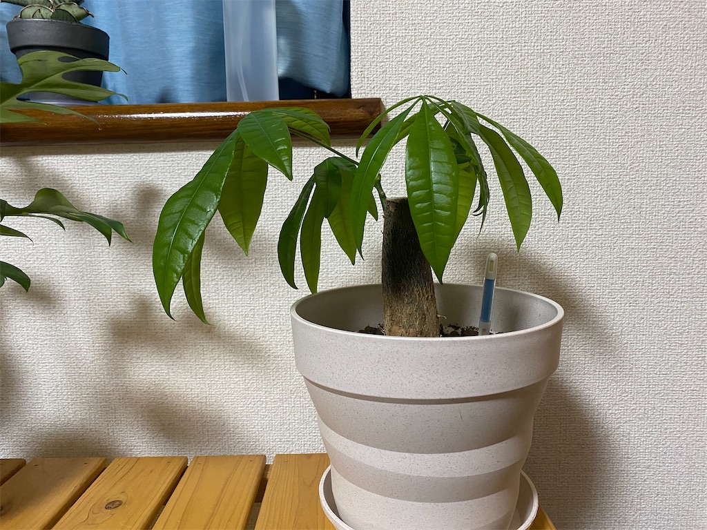 ダイソーパキラとは 人気 最新記事を集めました はてな