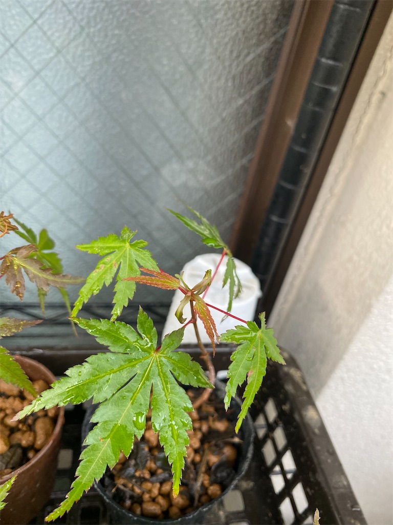 芽生えのもみじ 成長記録 気まぐれgreen Blog