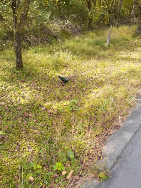 f:id:s--works:20201111213146j:image