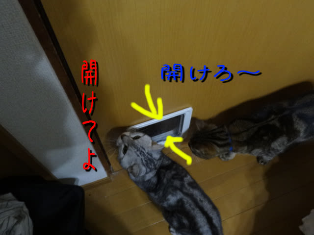 Dsc026431 Dsc026431