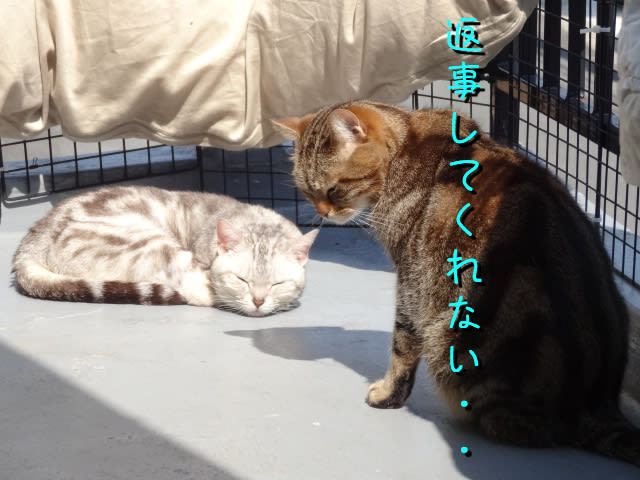 Dsc035511 Dsc035511