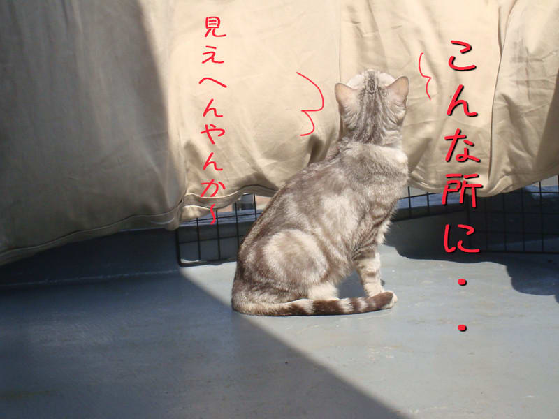 Dsc017141 Dsc017141