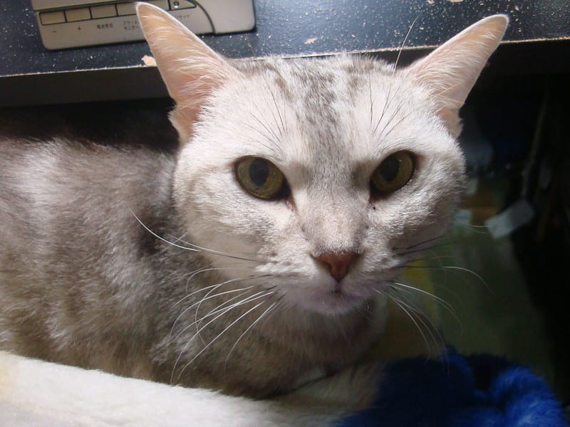 Dsc00780 Dsc00780