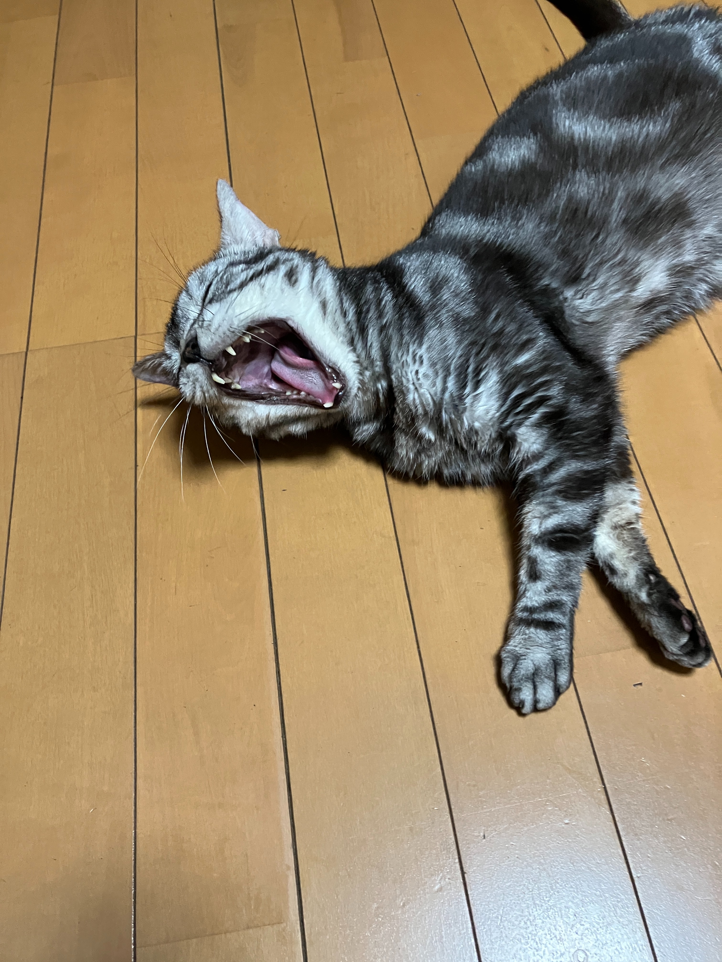 f:id:s-amesyo:20250910175046j:image f:id:s-amesyo:20250910175046j:image