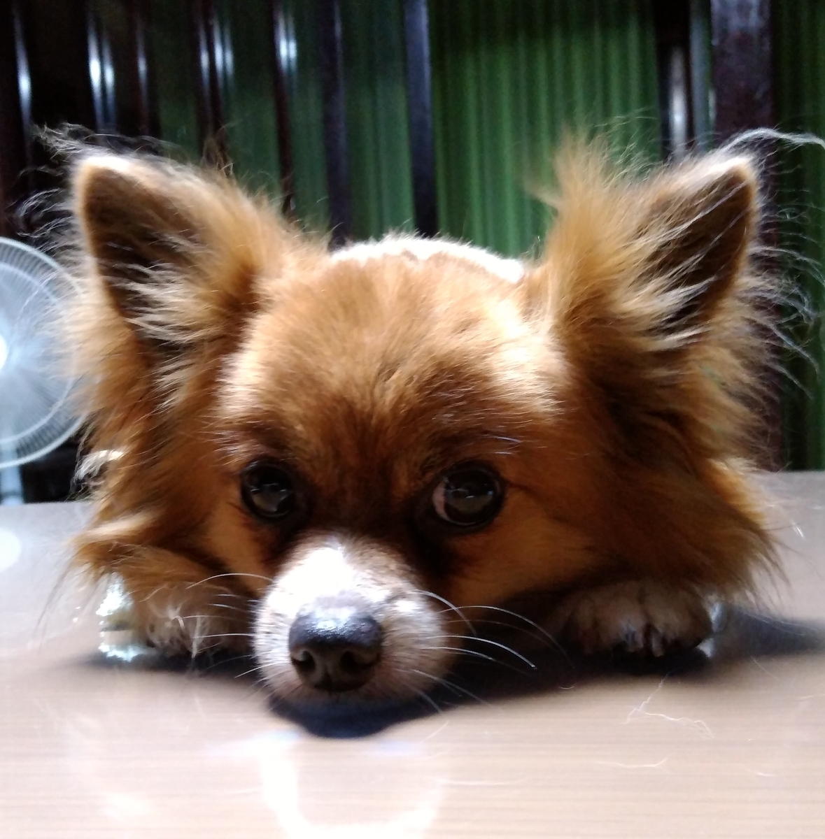 f:id:s-dai101030:20200714154105j:plain f:id:s-dai101030:20200714154105j:plain
