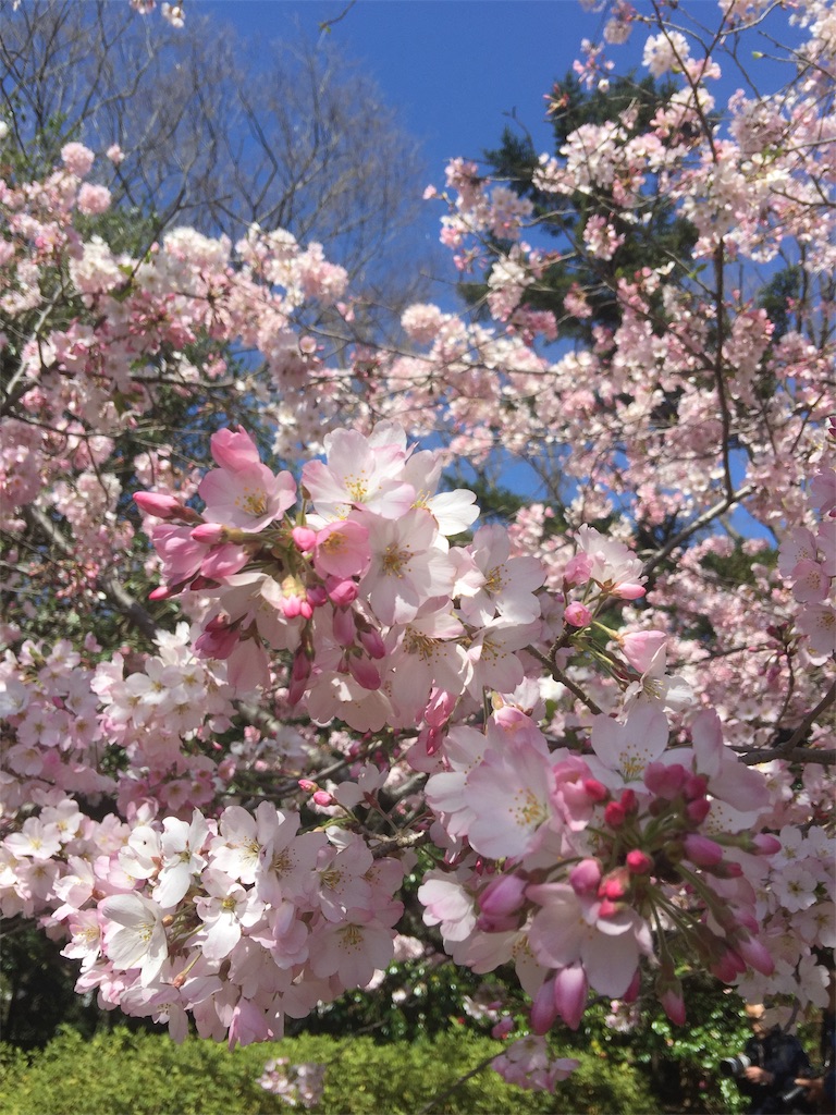 f:id:s-dreams:20200328165615j:image f:id:s-dreams:20200328165615j:image