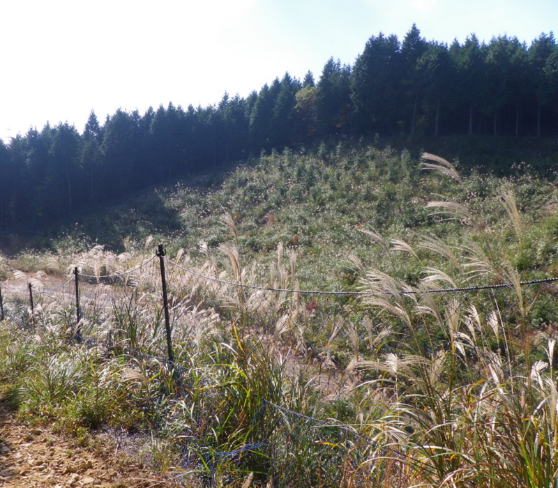 f:id:s-field0808:20101106111020j:image f:id:s-field0808:20101106111020j:image