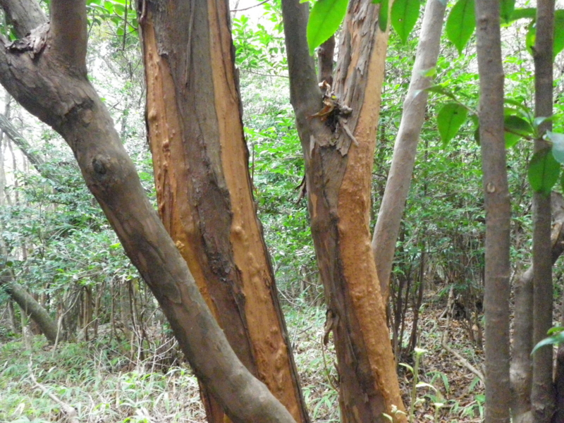 f:id:s-field0808:20101107112349j:image f:id:s-field0808:20101107112349j:image