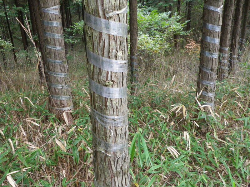 f:id:s-field0808:20101107112510j:image f:id:s-field0808:20101107112510j:image