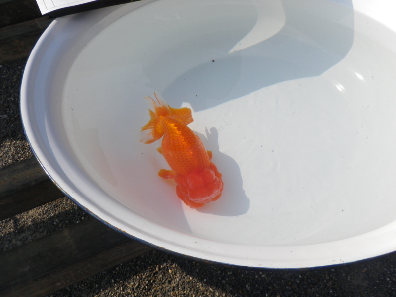 f:id:s-field0808:20101107134323j:image f:id:s-field0808:20101107134323j:image