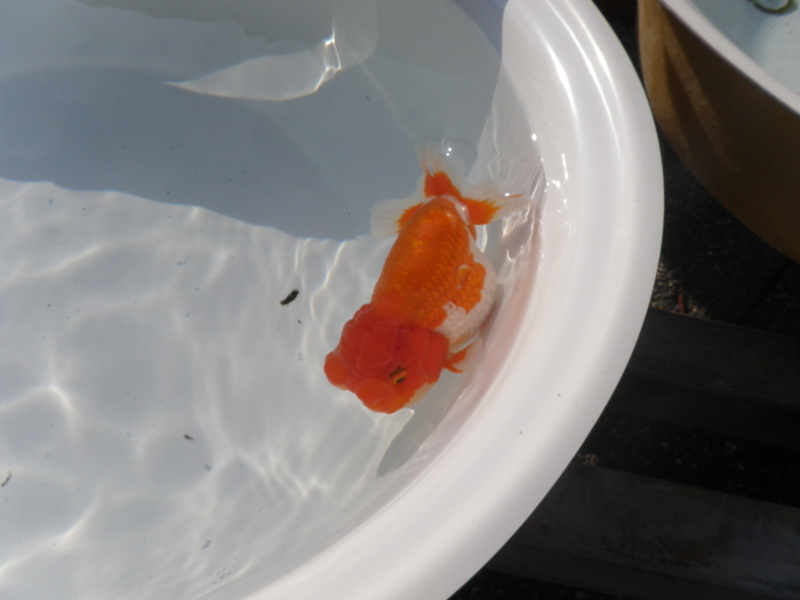 f:id:s-field0808:20101107134341j:image f:id:s-field0808:20101107134341j:image