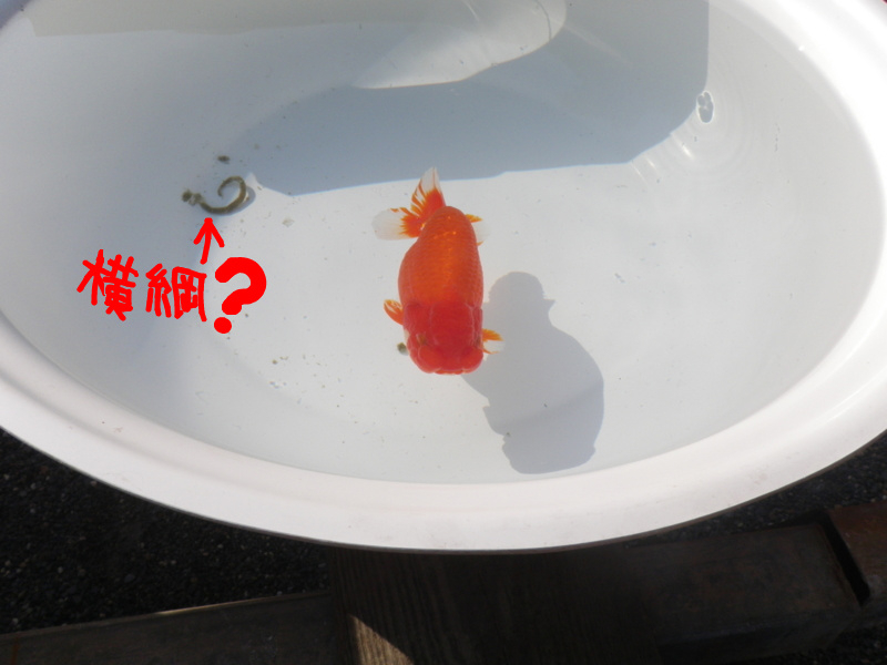 f:id:s-field0808:20101217181953j:image f:id:s-field0808:20101217181953j:image