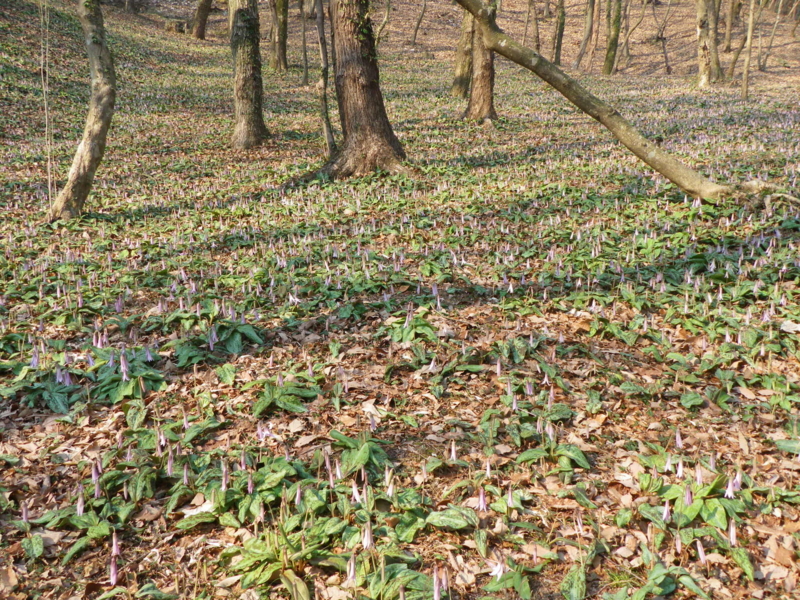 f:id:s-field0808:20110330085534j:image