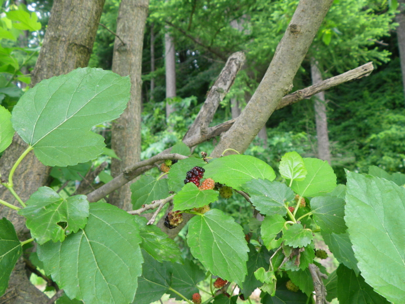 f:id:s-field0808:20110716121614j:image:w640 f:id:s-field0808:20110716121614j:image:w640