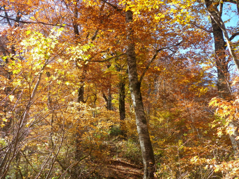 f:id:s-field0808:20111024194858j:image:w360 f:id:s-field0808:20111024194858j:image:w360