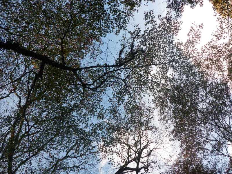 f:id:s-field0808:20111113181851j:image:w360 f:id:s-field0808:20111113181851j:image:w360