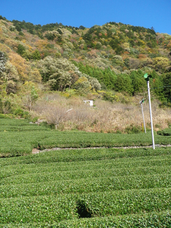 f:id:s-field0808:20111207135543j:image:w360 f:id:s-field0808:20111207135543j:image:w360