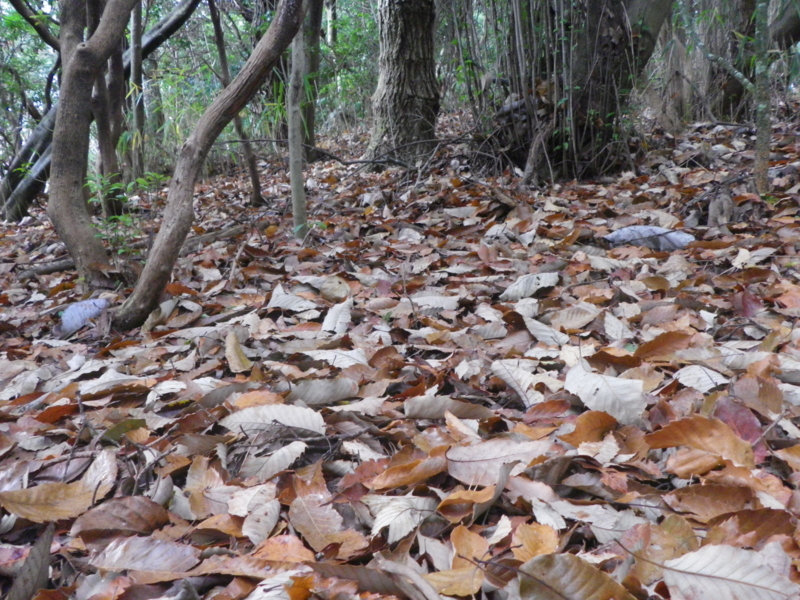 f:id:s-field0808:20120102181751j:image:w360 f:id:s-field0808:20120102181751j:image:w360