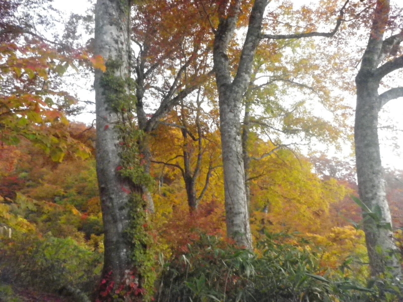 f:id:s-field0808:20121206191113j:image:w360