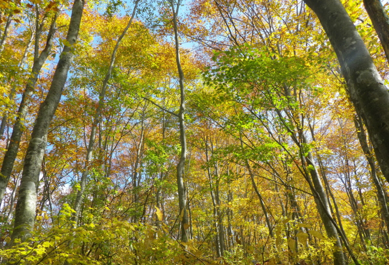 f:id:s-field0808:20121211193348j:image:w360