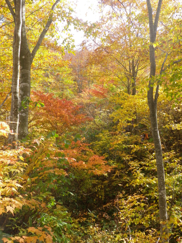 f:id:s-field0808:20121211193409j:image:w360