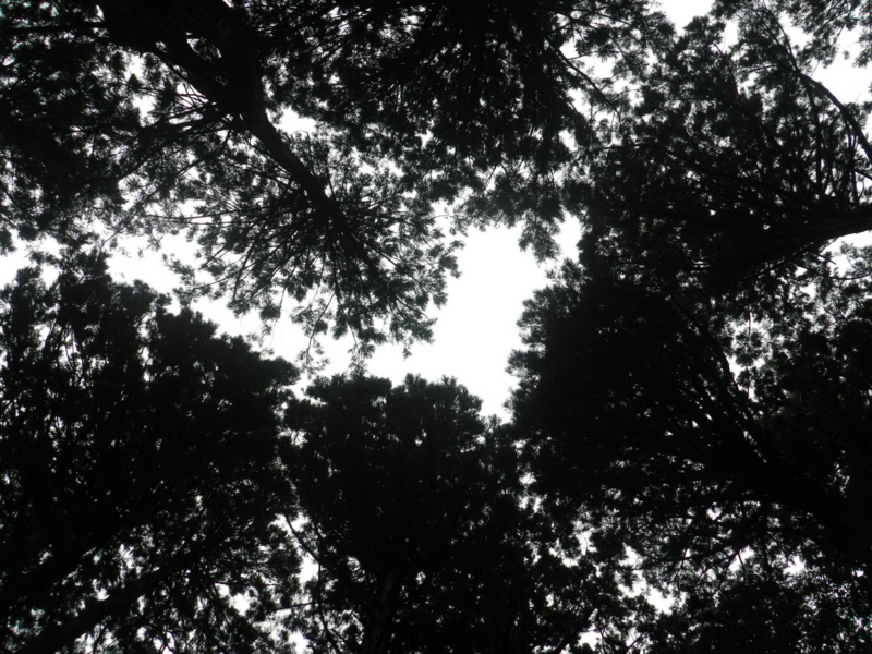 f:id:s-field0808:20121214161307j:image:w360