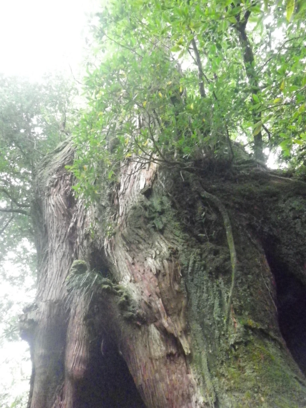 f:id:s-field0808:20121214170636j:image:w360